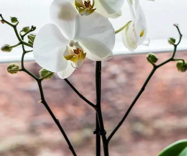 Marinus - With Pool And Sauna