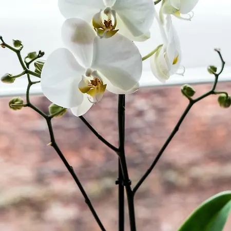 Marinus - With Pool And Sauna